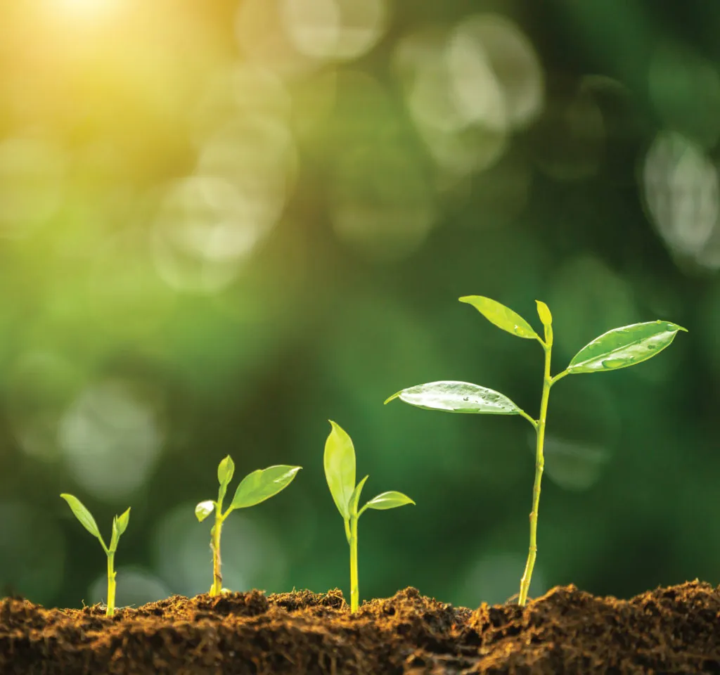 Seedlings growing in soil - Embryo project incubation for start-up watch brands