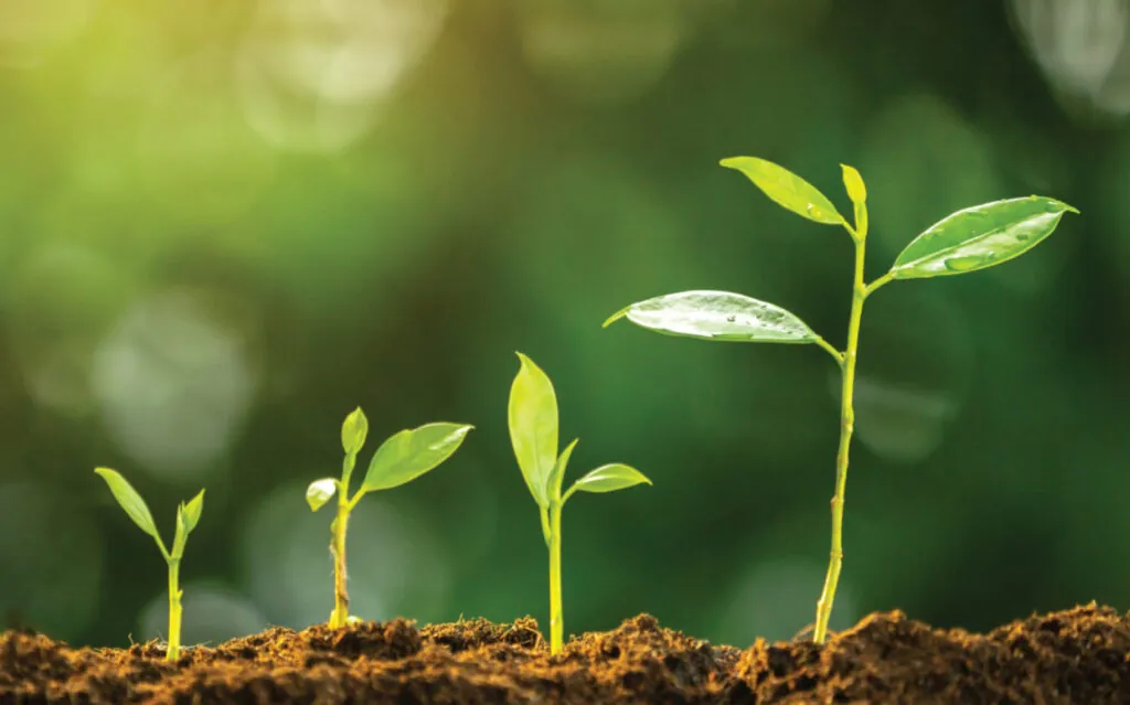 Seedlings growing in soil - Embryo project incubation for start-up watch brands